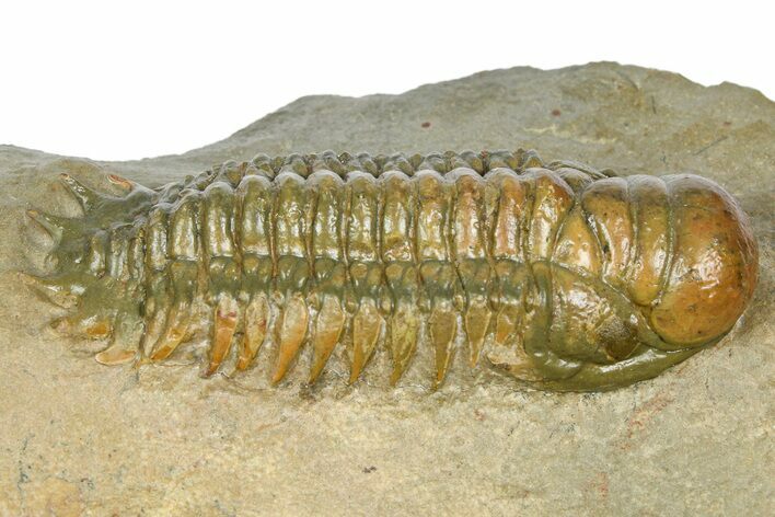 Prone Crotalocephalina Trilobite - Atchana, Morocco #372401